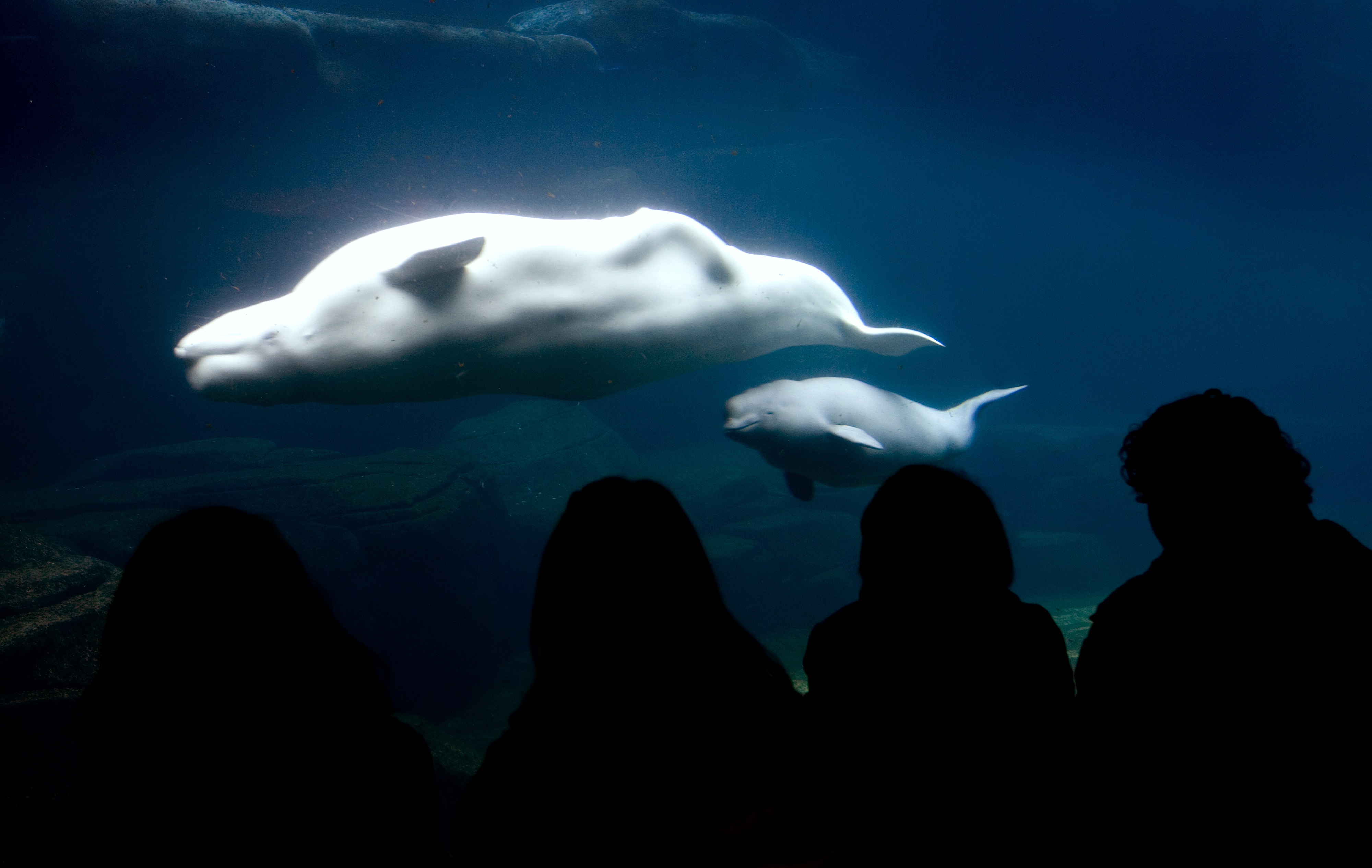 <strong>VancouverAquarium, Canad&aacute;</strong>Localizado dentro do Stanley Park, o <a href="https://viajeaqui.abril.com.br/estabelecimentos/canada-vancouver-atracao-vancouver-aquarium" rel="aqu&aacute;rio de Vancouver" target="_self">Aqu&aacute;rio de Vancouver</a> &eacute; a casa de golfinhos, baleias e le&otilde;es-marinhos que fazem shows di&aacute;rios para entreter os visitantes. Conta com ambientes diferentes que v&atilde;o do &Aacute;rtico at&eacute; a <a href="https://viajeaqui.abril.com.br/national-geographic/blog/curiosidade-animal/dia-da-amazonia-a-maior-floresta-tropical-do-mundo/" rel="Amaz&ocirc;nia" target="_self">Amaz&ocirc;nia</a>. As belugas (<em>foto</em>), baleias brancas t&iacute;picas das &aacute;guas geladas do <a href="https://viajeaqui.abril.com.br/estabelecimentos/canada-vancouver-atracao-vancouver-aquarium" rel="Canad&aacute;" target="_self">Canad&aacute;</a>, s&atilde;o as grandes estrelas do local. O aqu&aacute;rio tamb&eacute;m tem um papel importante na conserva&ccedil;&atilde;o e h&aacute; mais de 30 anos salva e reabilita mam&iacute;feros marinhos doentes ou machucados para que possam voltar &agrave; natureza