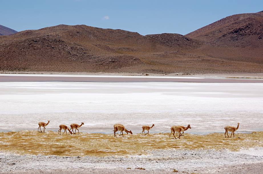 Animais da família dos camelídeos que hoje são facilmente encontrados no Atacama, já foram uma espécie ameaçada, por conta de sua carne e lã de alto valor comercial. Hoje a caça é proibida por lei no Chile. Animais da família dos camelídeos que hoje são facilmente encontrados no Atacama, já foram uma espécie ameaçada, por conta de sua carne e lã de alto valor comercial. Hoje a caça é proibida por lei no Chile.