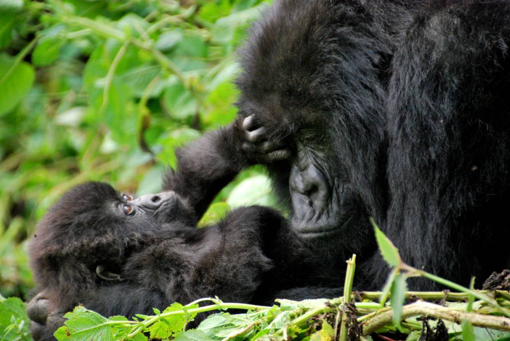 Volcanoes National Park, Ruanda Volcanoes National Park, Ruanda