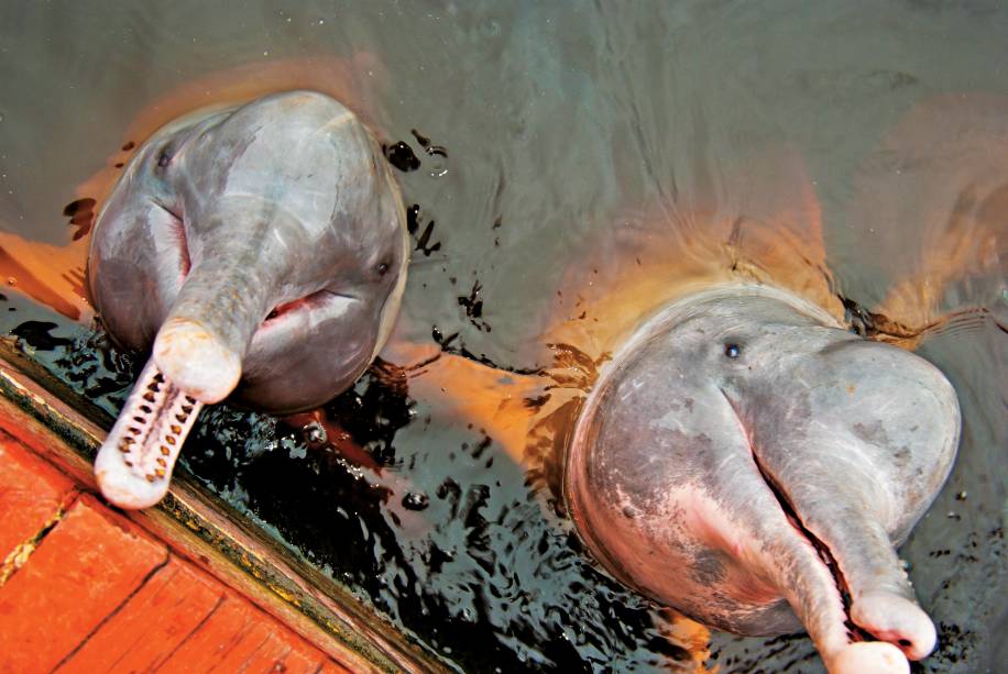 Os botos do Rio Negro, em Manaus, Amazonas