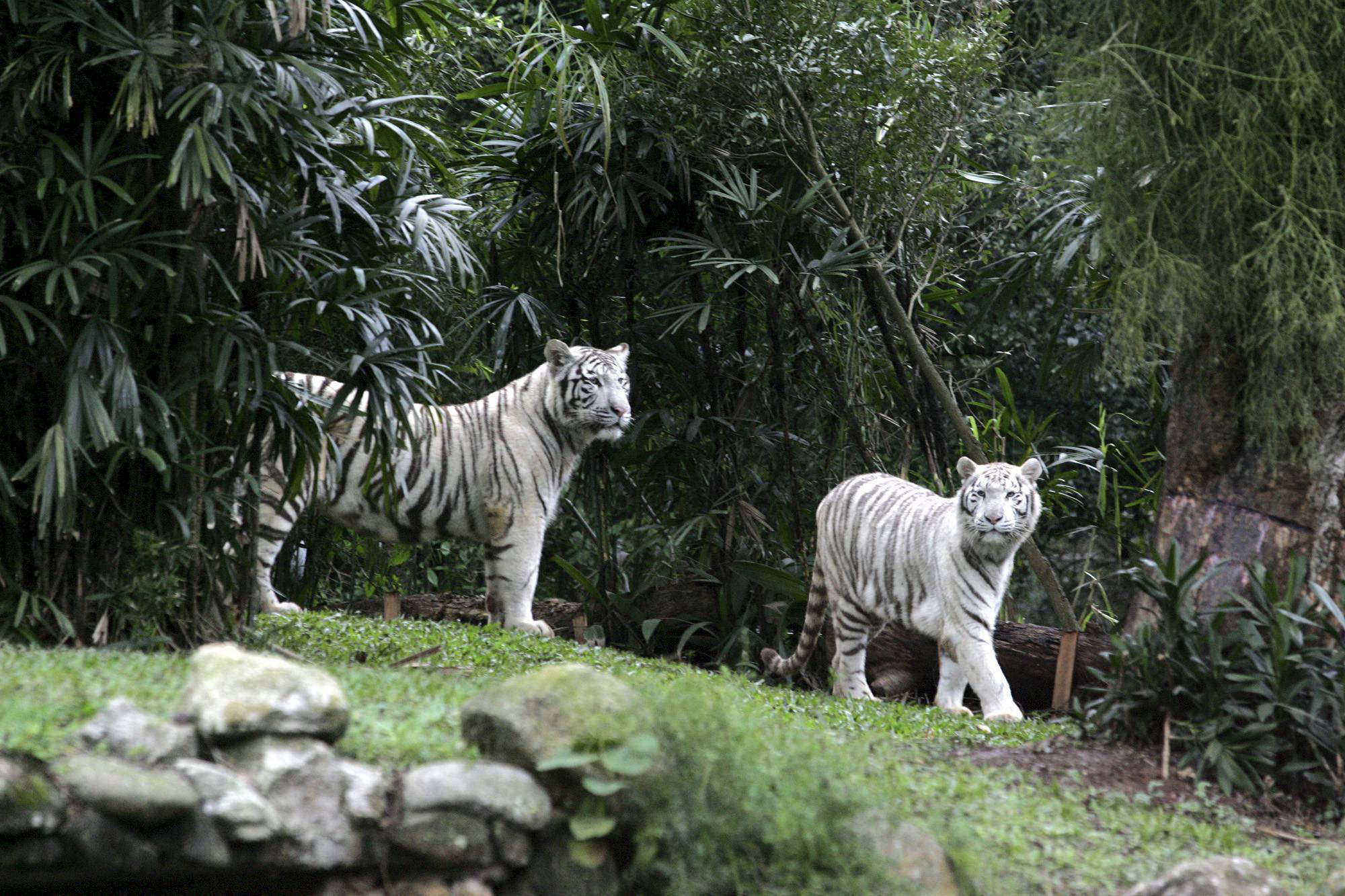 <strong>Zool&oacute;gico de S&atilde;o Paulo</strong>O <a href="https://viajeaqui.abril.com.br/estabelecimentos/br-sp-sao-paulo-atracao-zoologico" rel="Zool&oacute;gico de S&atilde;o Paulo" target="_self">Zool&oacute;gico de S&atilde;o Paulo</a> &eacute; o maior da Am&eacute;rica Latina, com 3.200 animais do mundo inteiro, que v&atilde;o dos simp&aacute;ticos <a href="https://viajeaqui.abril.com.br/national-geographic/blog/curiosidade-animal/o-melhor-pai-do-mundo-animal-especial-para-o-dia-dos-pais/" rel="pinguins" target="_self">pinguins</a> at&eacute; o enorme <a href="https://viajeaqui.abril.com.br/materias/fotos-dos-maiores-animais-do-planeta?foto=9#9" rel="elefante-africano" target="_self">elefante-africano</a>. Para ver os animais que s&atilde;o ativos &agrave; noite, como os <a href="https://viajeaqui.abril.com.br/materias/volta-ao-mundo-em-17-animais?foto=15#15" rel="tigres-de-bengala" target="_self">tigres-de-bengala</a> brancos (<em>foto</em>) e a <a href="https://viajeaqui.abril.com.br/national-geographic/blog/curiosidade-animal/onca-pintada-ecoturismo-oncafar/" rel="on&ccedil;a-pintada" target="_self">on&ccedil;a-pintada</a>, fa&ccedil;a o passeio guiado noturno