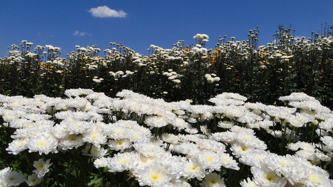 Expoflora, em Holambra