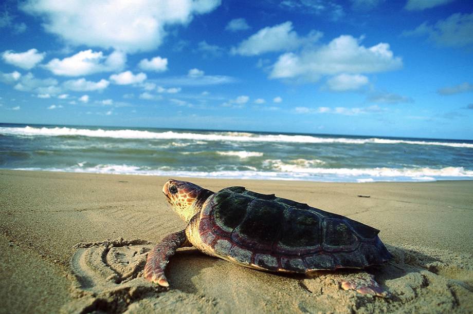 Tartaruga marinha na Praia do Riacho Doce, no Parque Estadual de Itaúnas, que reúne vários ecossistemas: dunas, manguezal, restinga, Mata Atlântica e alagados