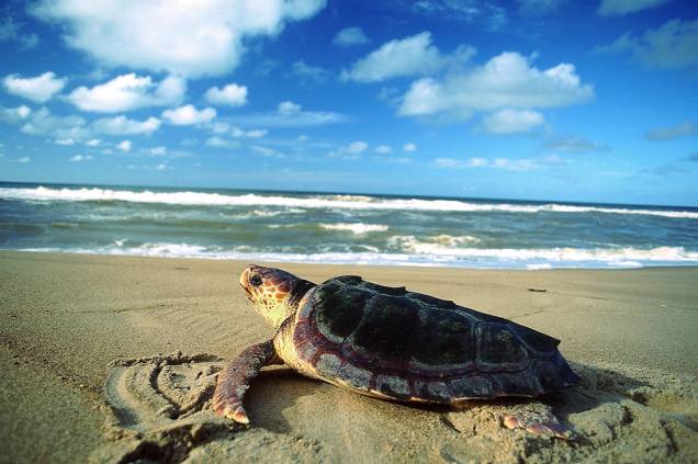 Tartaruga marinha na Praia do Riacho Doce, no Parque Estadual de Itaúnas, que reúne vários ecossistemas: dunas, manguezal, restinga, Mata Atlântica e alagados Tartaruga marinha na Praia do Riacho Doce, no Parque Estadual de Itaúnas, que reúne vários ecossistemas: dunas, manguezal, restinga, Mata Atlântica e alagados