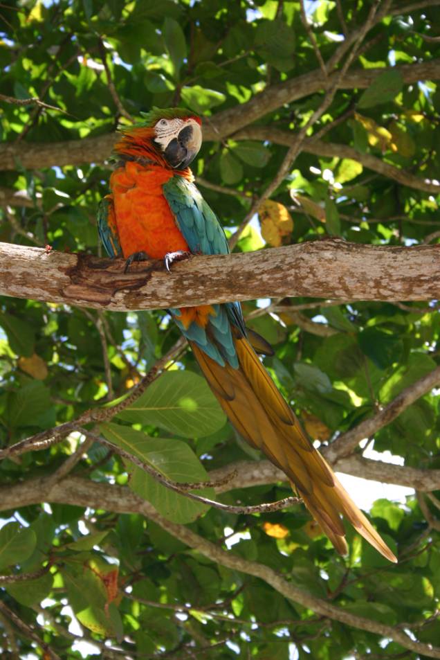 Arara na Praia do Espelho Arara na Praia do Espelho