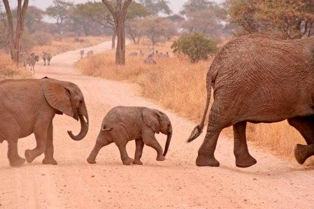 O Parque Nacional Tarangire é um dos menores da Tanzânia, mas sempre reserva imagens incríveis, como esses filhotes de elefante O Parque Nacional Tarangire é um dos menores da Tanzânia, mas sempre reserva imagens incríveis, como esses filhotes de elefante
