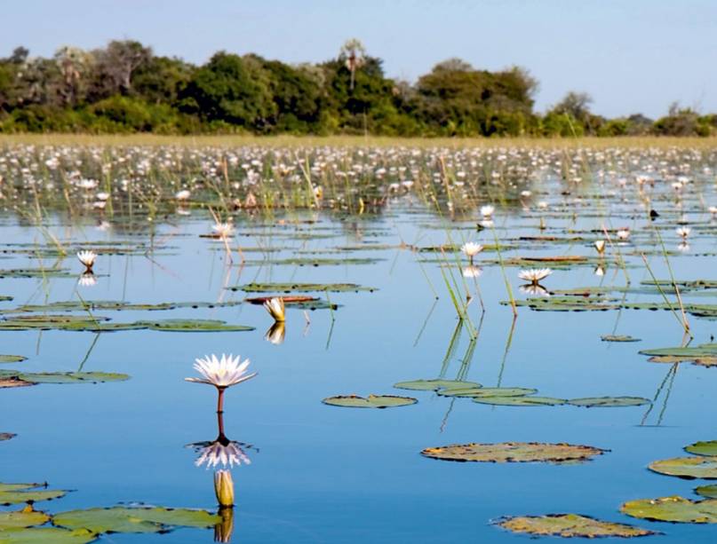 Curiosos leões-marinhos-de-Galápagos brincam com as câmeras do Google Street View. Curiosos leões-marinhos-de-Galápagos brincam com as câmeras do Google Street View.
