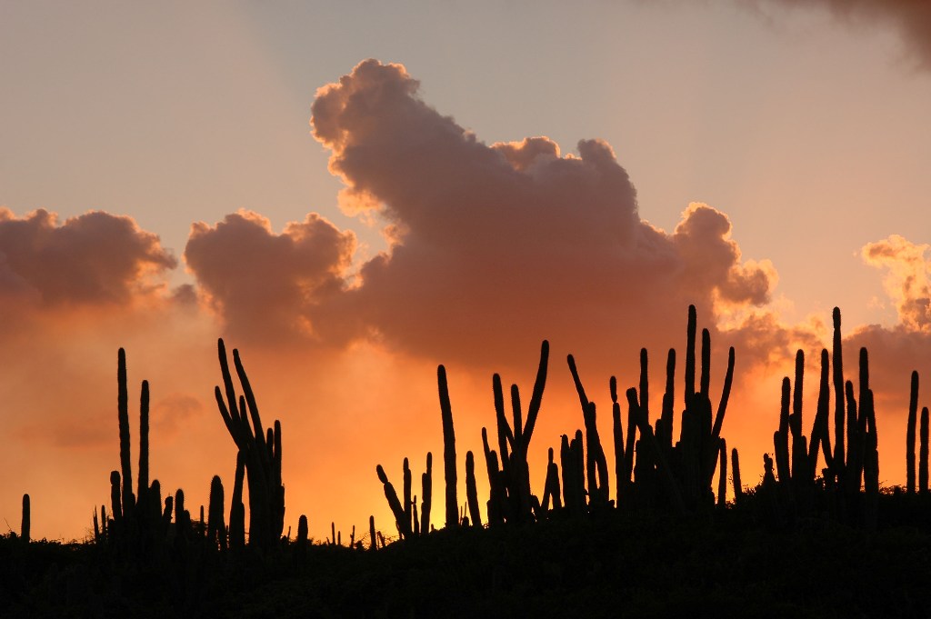 Aruba possui um clima semi-&aacute;rido em seu interior, resultado dos baixos &iacute;ndices de pluviosidade da regi&atilde;o. Cactos s&atilde;o uma constante em sua paisagem.