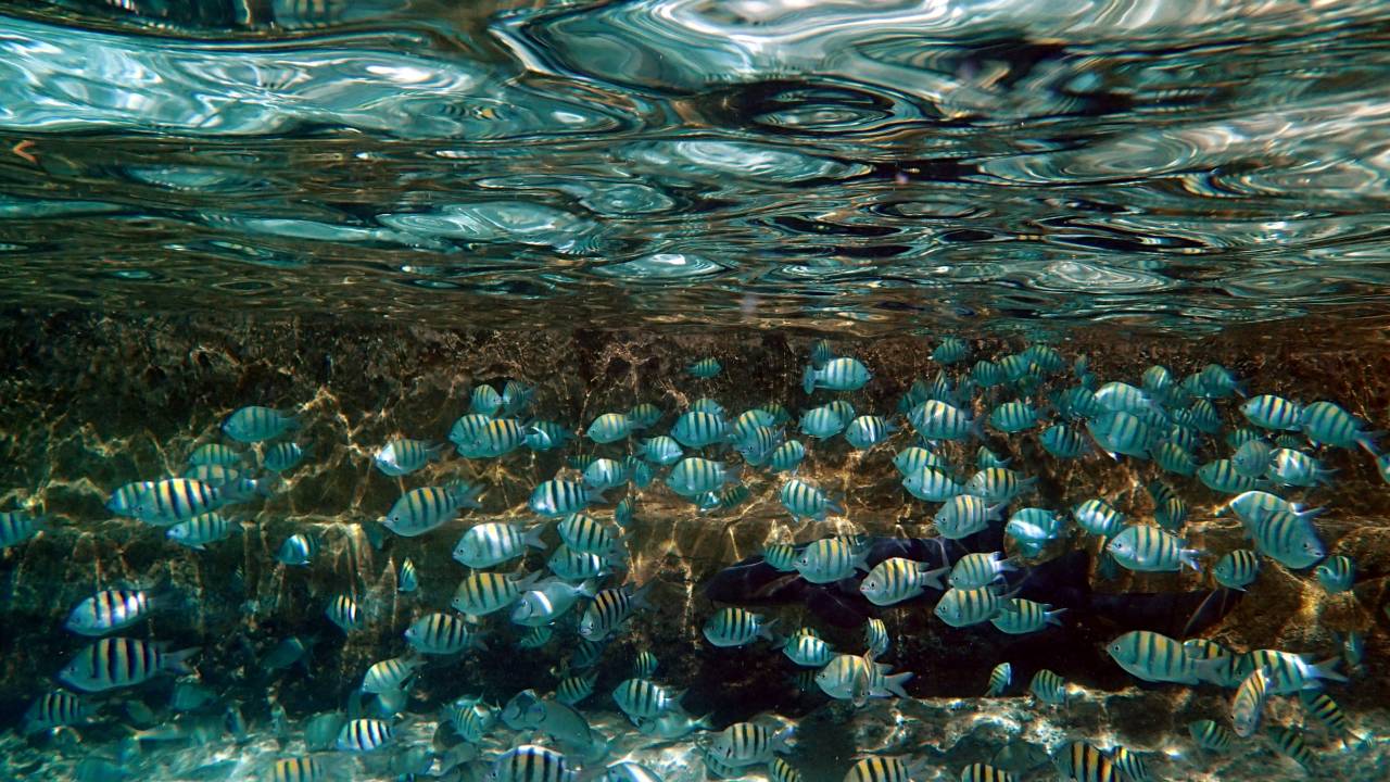 Cardume de sargentos nas Bahamas, no Caribe