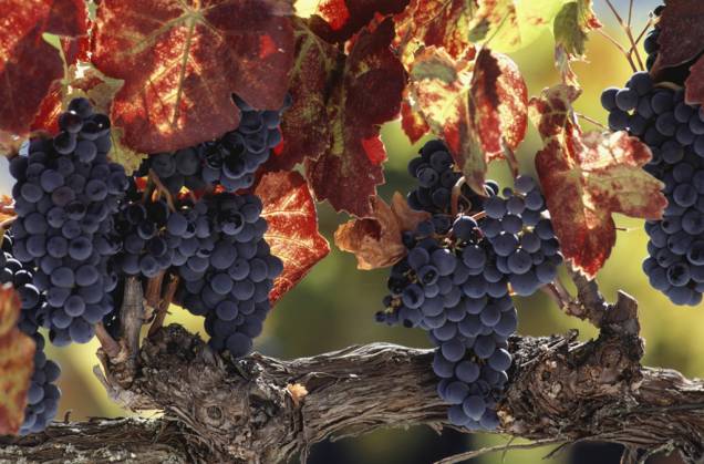 Napa Valley, a 1 hora de San Francisco, abriga cerca de 150 vinículas Napa Valley, a 1 hora de San Francisco, abriga cerca de 150 vinículas
