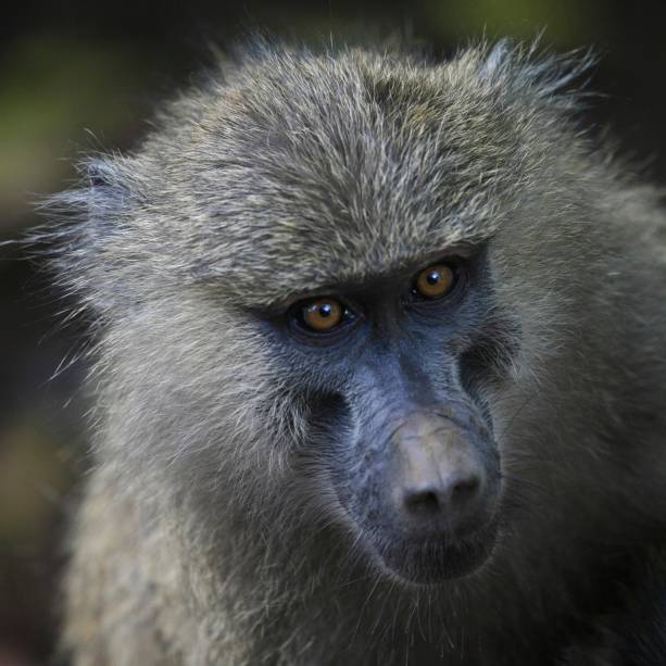 Babuínos são bem comuns de se avistar no Parque Nacional Lake Manyara, nas proximidades de Arusha