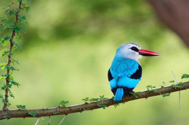Alheio aos grandes animais que o cercam, um pequeno martim-pescador (<em>woodland kingfisher</em>) descansa no Parque Nacional Lake Manyara Alheio aos grandes animais que o cercam, um pequeno martim-pescador (<em>woodland kingfisher</em>) descansa no Parque Nacional Lake Manyara