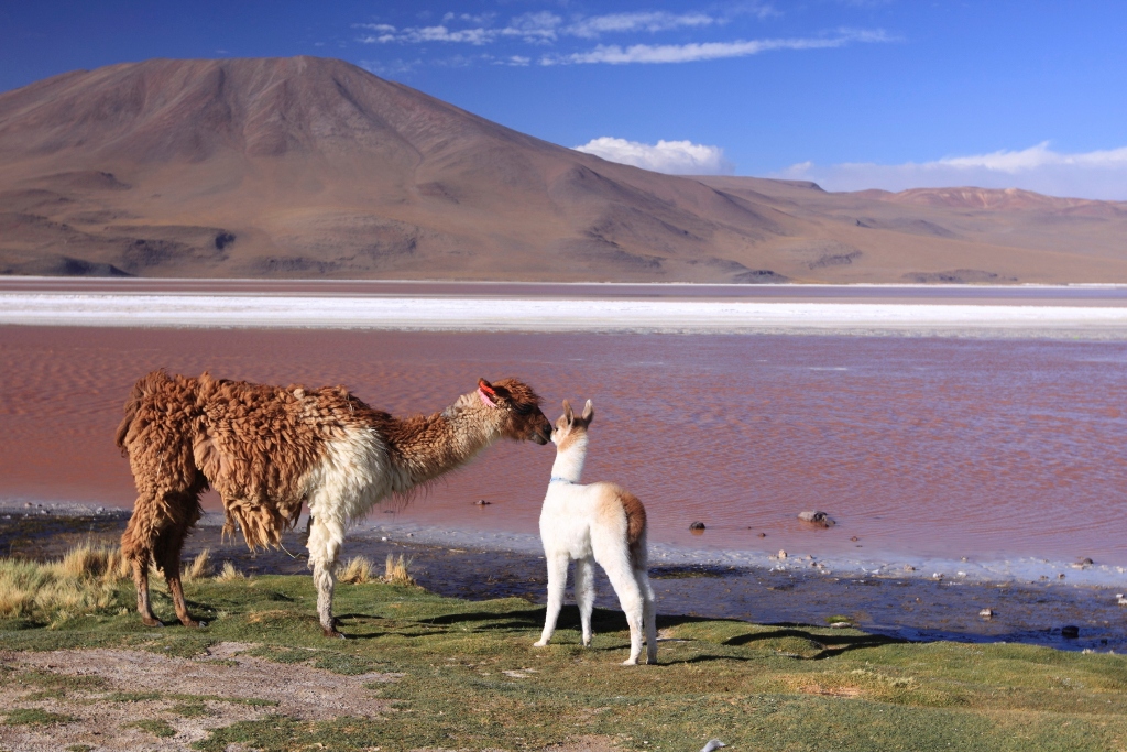 A Laguna Colorada, no altiplano andino, possui uma grande variedade de animais, como flamingos, vicunhas, lhamas e pumas
