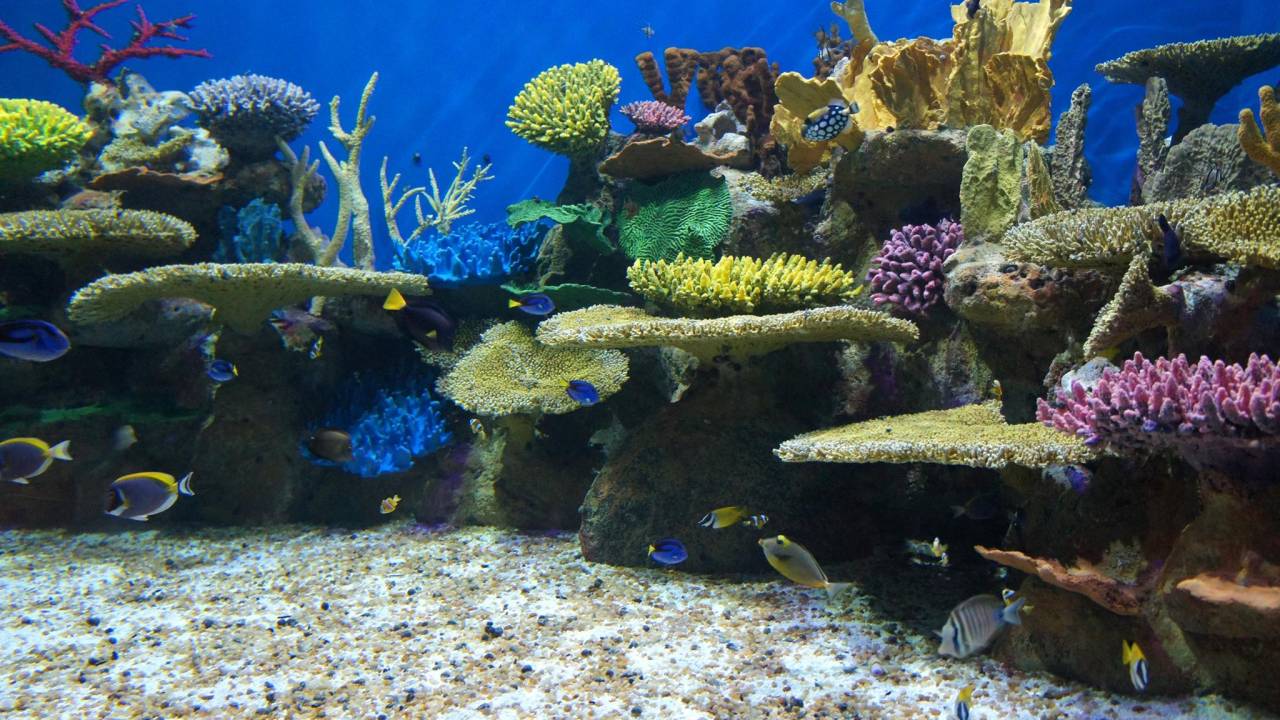 AquaRio - Agnnaldo Motta 1