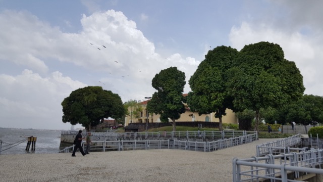 As mangueiras de Bel&eacute;m, um caso &agrave; parte