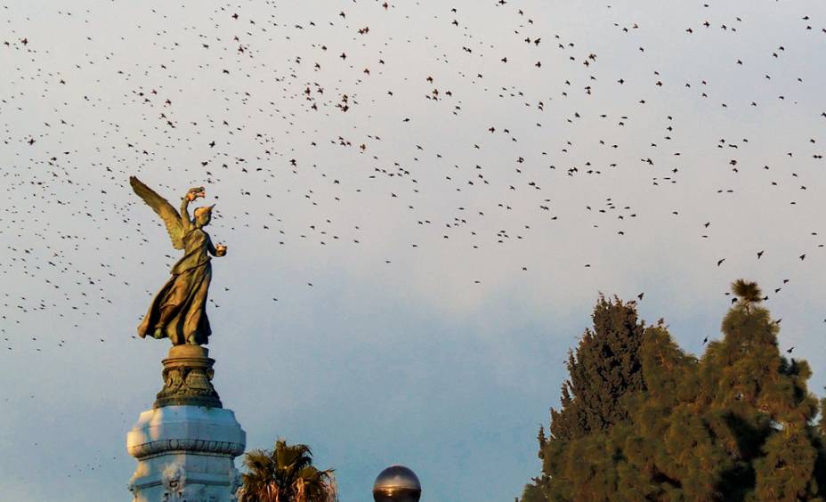 "Durante uma caminhada na Promenade des Anglais, em Nice, na França, vi essa revoada depássaros nos Jardins Albert.” — Samira Escandar, São Paulo, SP