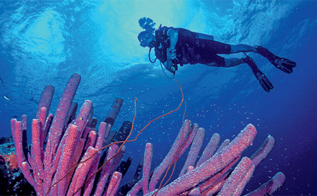 bonaire