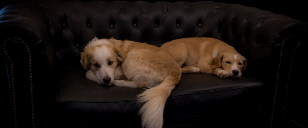 cafe-le-waf-lille-franca-cachorros-sofa cafe-le-waf-lille-franca-cachorros-sofa
