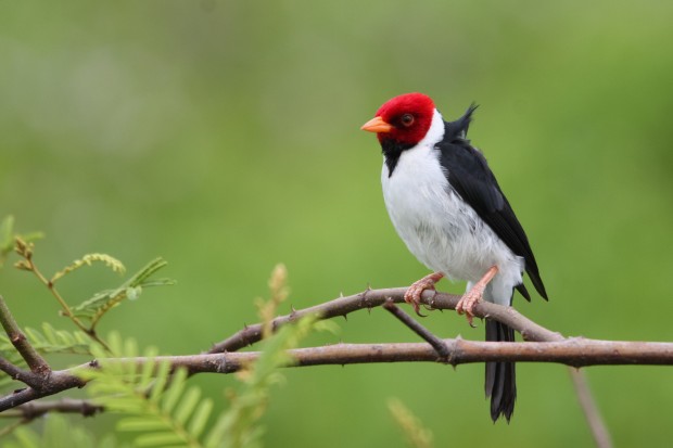 Cavalaria, pássaro típico do Pantanal Cavalaria, pássaro típico do Pantanal