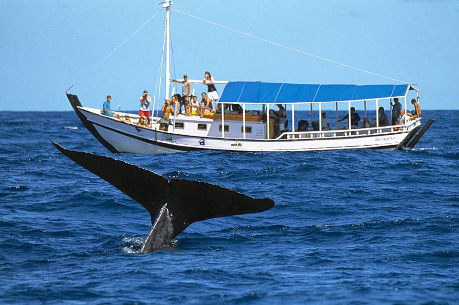 O passeio de barco para observação de Baleias-Jubartes é feito entre os meses de julho e outubro