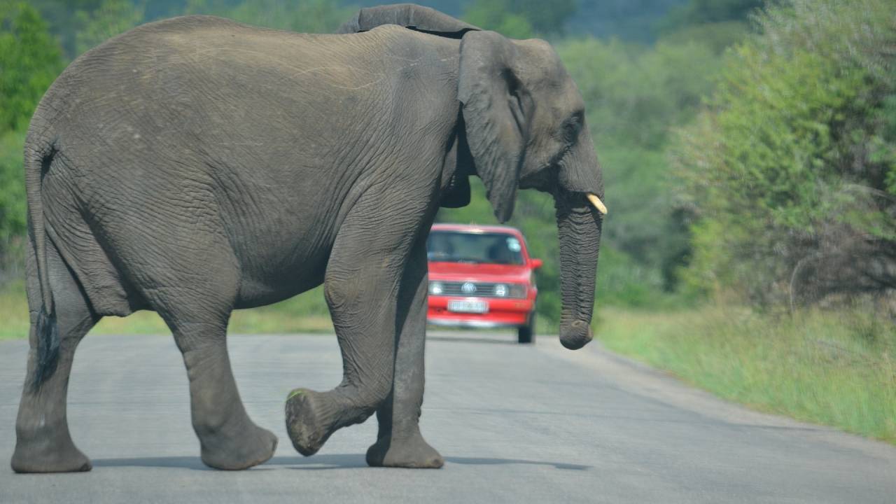 elephant-765735_1920