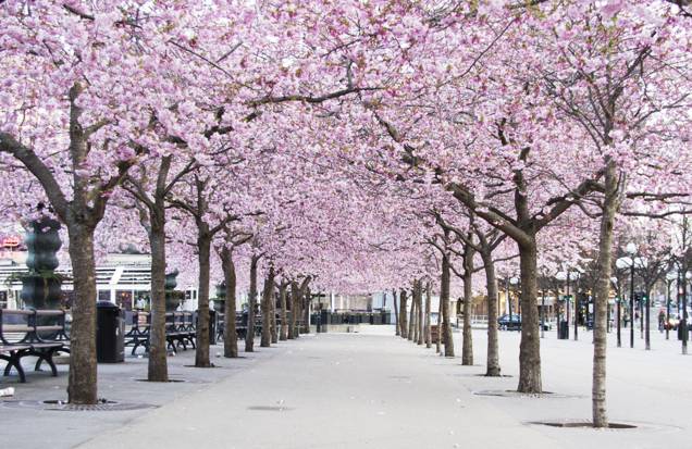 Cerejeitas em flor no Parque Kunsträdgården. Cerejeitas em flor no Parque Kunsträdgården.