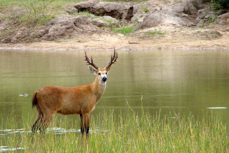 Maior espécie de cervídeo da América do Sul, o cervo-do-pantanal (<em>Blastocerus dichotomus</em>) vive em áreas alagadas com até meio metro de profundidade. Possui um casco característico com membranas interdigitais que é muito útil para distribuir o peso do animal sobre o solo lamacento e ainda ajuda na natação