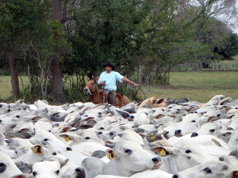 Os peões são simples e muito contidos, mas todos têm um coração gigante e uma sabedoria espantosa construída pelo dia a dia da vida pantaneira. Não é preciso muito tempo para conhecê-los, basta uma roda de tereré, o chá mate que se bebe gelado na guampa (espécie de copo feito com o chifre do boi) e você estará por dentro de tudo o que acontece na região. Algumas pousadas oferecem o dia de peão, um passeio para acompanhar a rotina na vida desses ícones do Pantanal, com manejo de gado, roda tereré e almoço com arroz carreteiro<strong> </strong>(prato feito com arroz e carne seca comum nas comitivas de gado Os peões são simples e muito contidos, mas todos têm um coração gigante e uma sabedoria espantosa construída pelo dia a dia da vida pantaneira. Não é preciso muito tempo para conhecê-los, basta uma roda de tereré, o chá mate que se bebe gelado na guampa (espécie de copo feito com o chifre do boi) e você estará por dentro de tudo o que acontece na região. Algumas pousadas oferecem o dia de peão, um passeio para acompanhar a rotina na vida desses ícones do Pantanal, com manejo de gado, roda tereré e almoço com arroz carreteiro<strong> </strong>(prato feito com arroz e carne seca comum nas comitivas de gado