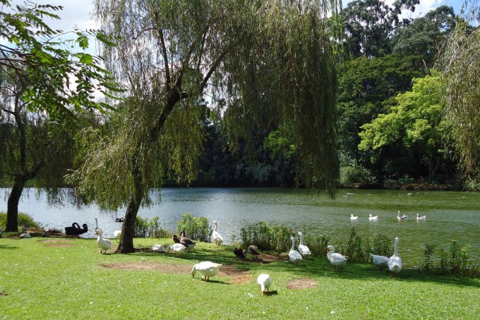 Lago no Ibirapuera / Foto Divulgação