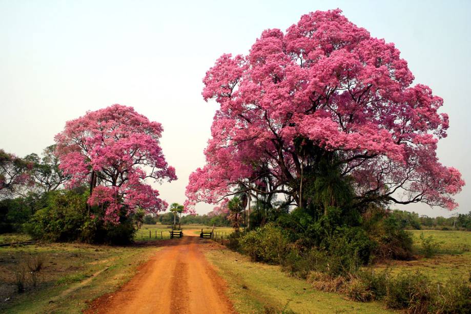 No final de julho ou no começo de agosto acontece um dos eventos mais marcantes do Pantanal (MT e MS). A floração das piúvas, tinge a planície de rosa, e deixa o lugar ainda mais belo No final de julho ou no começo de agosto acontece um dos eventos mais marcantes do Pantanal (MT e MS). A floração das piúvas, tinge a planície de rosa, e deixa o lugar ainda mais belo