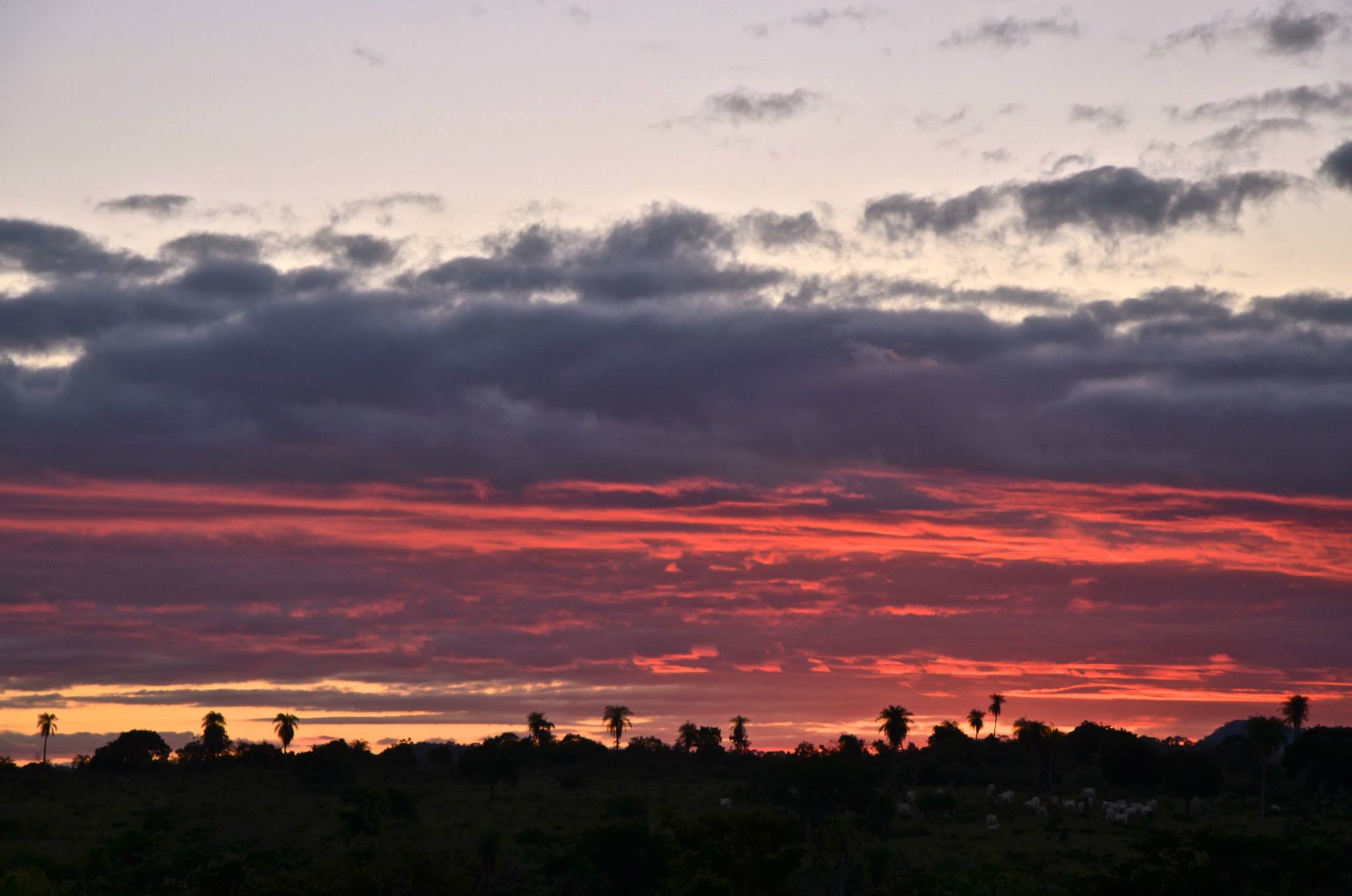 pantanal