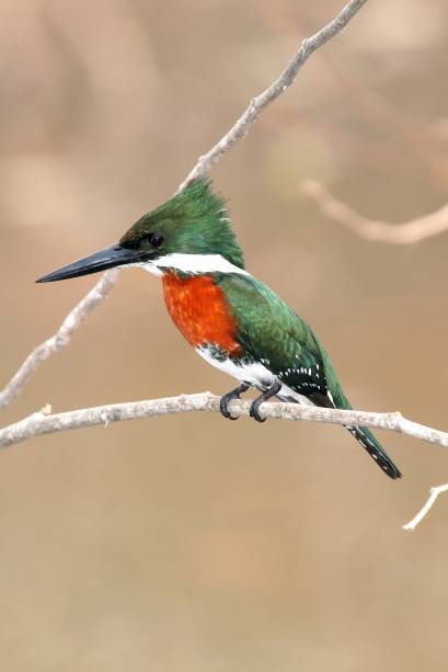 Martim Pescador Verde no Pantanal Martim Pescador Verde no Pantanal