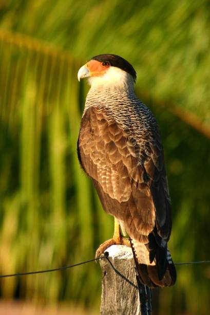 Carcará no Pantanal