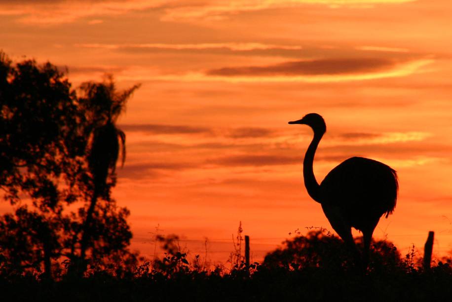Ema no Pantanal Ema no Pantanal