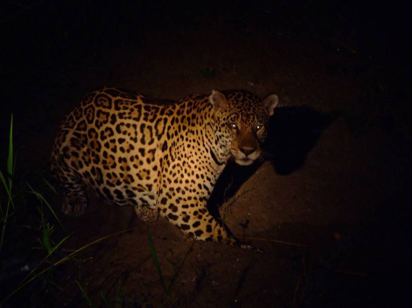 Onça-pintada vista durante passeio de observação de animais na Fazenda San Francisco, no Pantanal Sul Onça-pintada vista durante passeio de observação de animais na Fazenda San Francisco, no Pantanal Sul