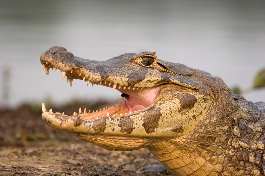 Jacaré no Pantanal Jacaré no Pantanal