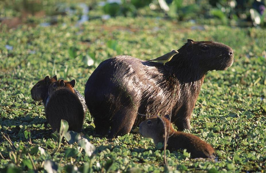 Capivaras no Pantanal Mato-grossense Capivaras no Pantanal Mato-grossense