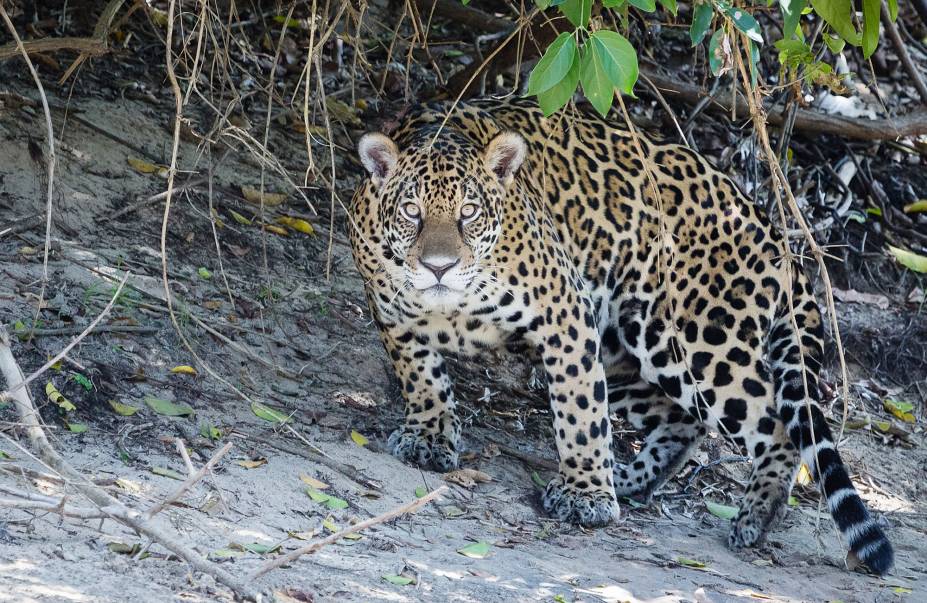Onça-pintada, avistada na Fazenda San Francisco, em Miranda (MS) Onça-pintada, avistada na Fazenda San Francisco, em Miranda (MS)