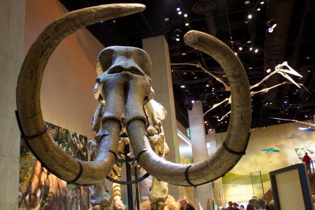 O Perot Museum, localizado no centro de Dallas, é uma boa pedida para crianças e adolescentes que desejam aprender um pouco mais ciência de forma interativa O Perot Museum, localizado no centro de Dallas, é uma boa pedida para crianças e adolescentes que desejam aprender um pouco mais ciência de forma interativa