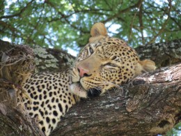 Safári barato no Serengeti, na Tanzânia. Isso existe?