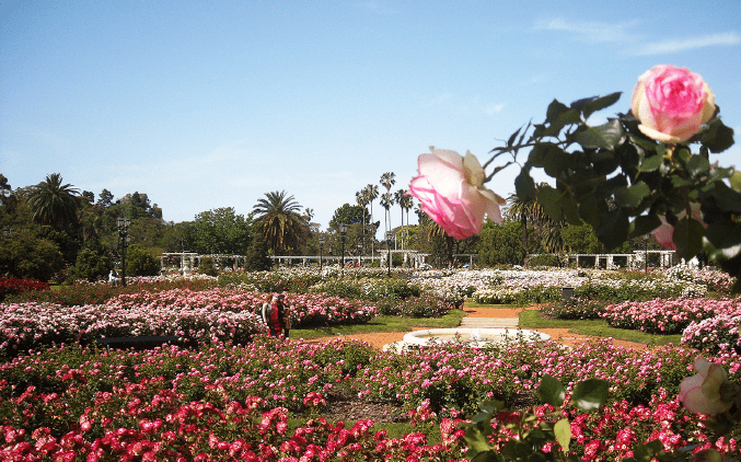 Buenos Aire, Rosedal