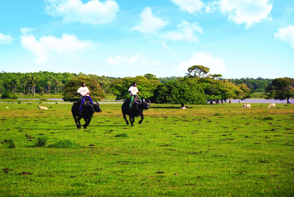 Corrida de Búfalos, Ilha de Marajó (Pa)