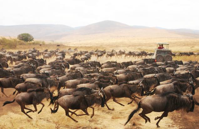 Uma manada de gnus debandada Uma manada de gnus debandada