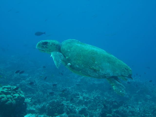 tartaruga