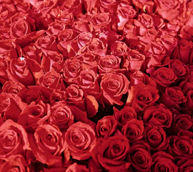 A Colômbia é grande produtora de flores, principalmente rosas A Colômbia é grande produtora de flores, principalmente rosas