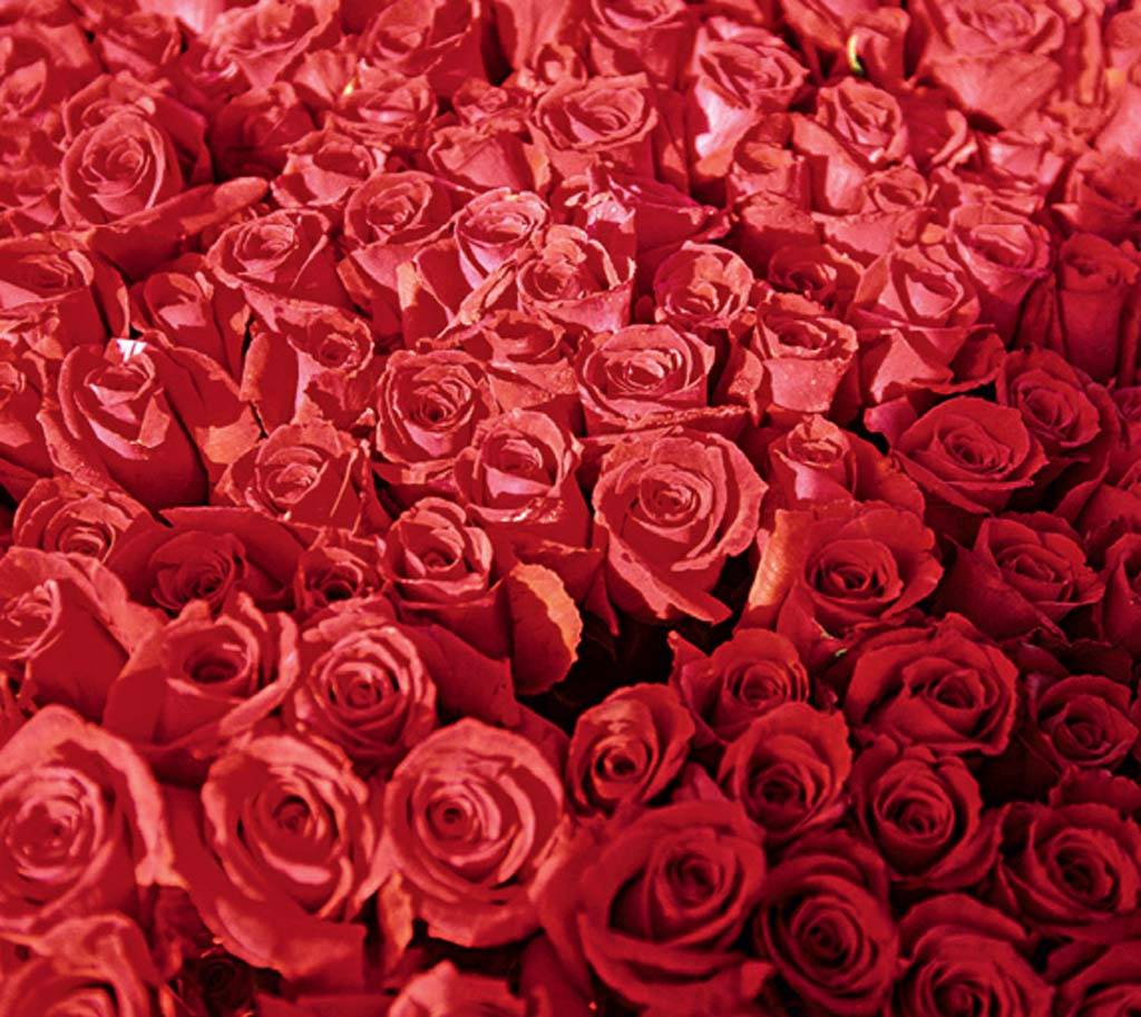 A Col&ocirc;mbia &eacute; grande produtora de flores, principalmente rosas