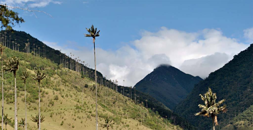 Parque Nacional Valle Del Cocora, onde est&atilde;o as palmas de cera - palmeiras finas e comprid&iacute;ssimas
