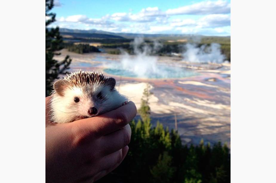 <a href="https://instagram.com/biddythehedgehog" rel="@biddythehedgehog" target="_blank"><strong>@biddythehedgehog</strong></a>            Biddy em Yellowstone, EUA