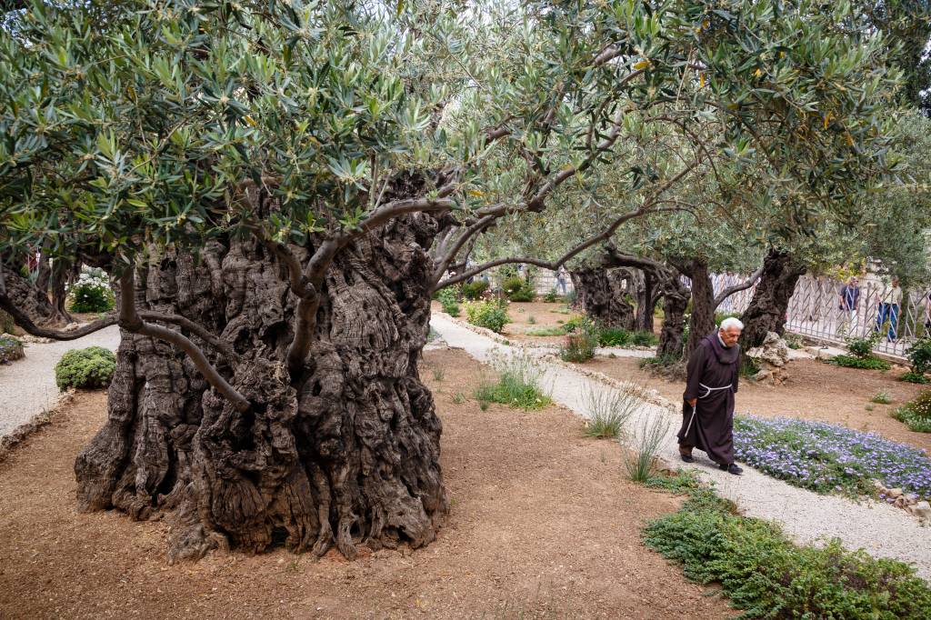 Oliveiras no Getsêmani, Jerusalém, Israel Oliveiras no Getsêmani, Jerusalém, Israel