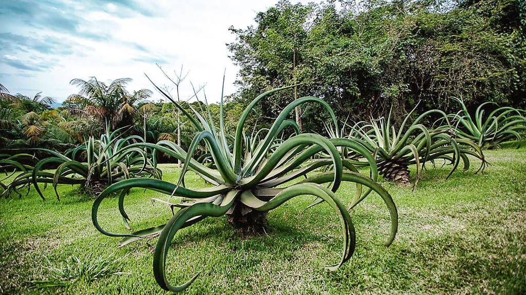 Uma planta baixa, com folhas grossas e muito compridas, que lembram os tentáculos de um polvo